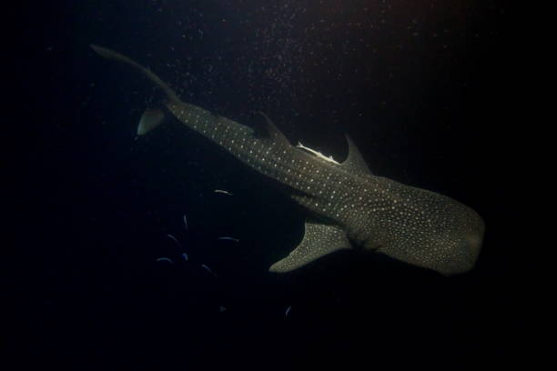 istock amazing whale shark 1215059141