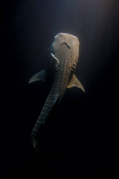 istock amazing whale shark 1215059760