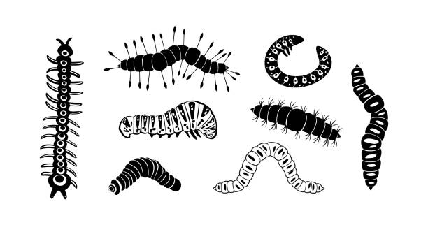 Set spring and summer caterpillar icons. Black caterpillars with different silhouette on white background. For festive card, logo, children, pattern, tattoo, decorative, concept. Vector illustration. vector art illustration