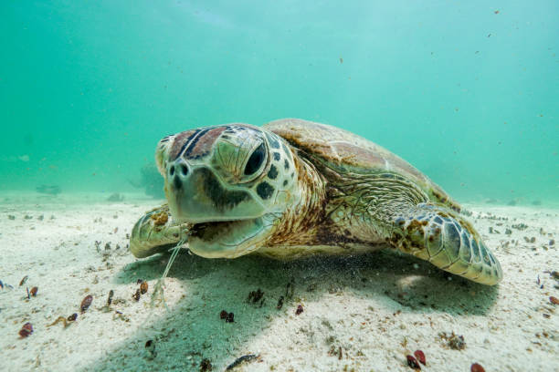 Green turtle eating sea grass A turtle chilling out having some lunch by munching on the sea grass at a local snorkel site. cape range national park photos stock pictures, royalty-free photos & images