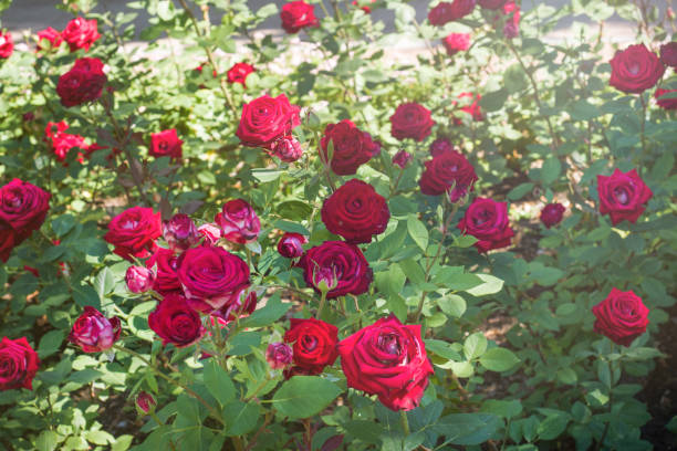 Flowering rose bushes in the summer garden. Flowering rose bushes in the summer garden fairy rose stock pictures, royalty-free photos & images