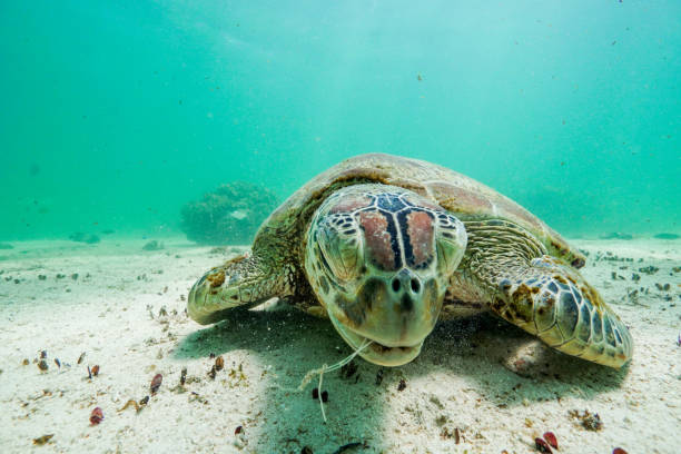 Green turtle chewing on some sea grass A turtle chilling out having some lunch by munching on the sea grass at a local snorkel site. exmouth western australia stock pictures, royalty-free photos & images