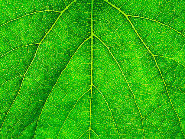 istock Macro of green grape leaf background. 1215063119