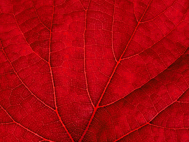 istock Macro of autumn grape leaf background. 1215063122