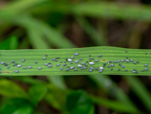 istock The larvae of the aphids on green leaf. 1215063139