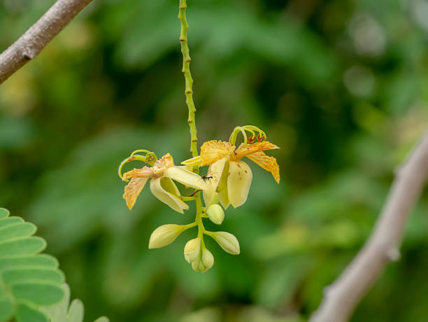 istock Close up of Tamarind flower 1215063164