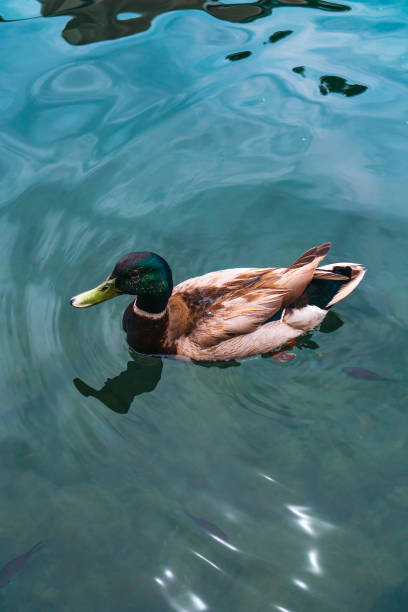 istock Cut mallard duck in the sea. 1215064303