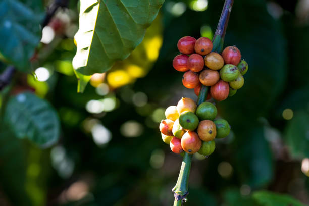Closeup of robusta coffee beans ripening fruit on tree in farm and plantations in Thailand\