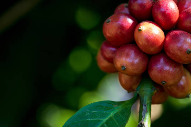 robusta coffee beans ripening fruit on tree in farm stock photo