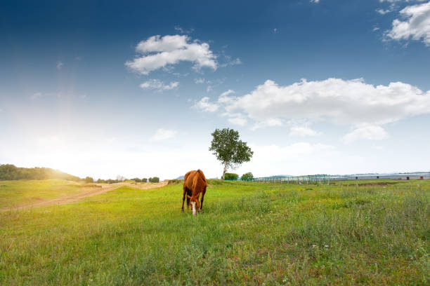 istock Horses grazing on grassland under blue sky and white clouds 1215065972