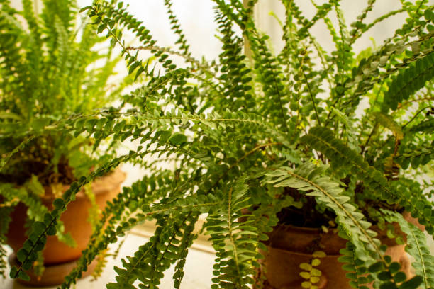istock Two pots of fern plants at a window 2 1215067335