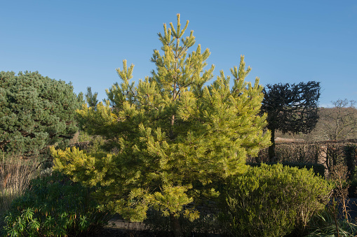 Scots Pine 'Gold Coin' is an Evergreen Coniferous Shrub