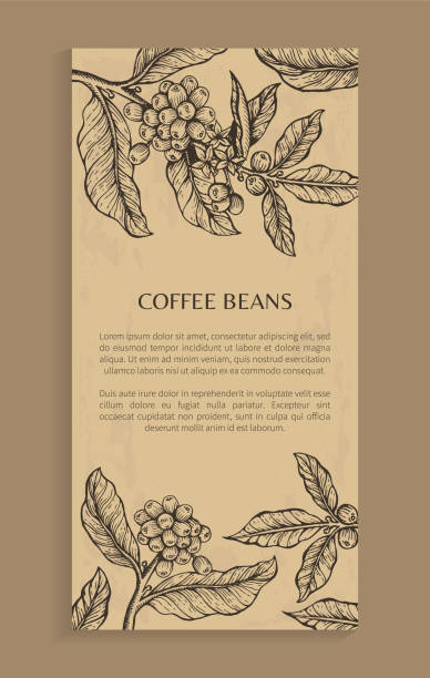 no1/2 - coffee plant stock illustrations