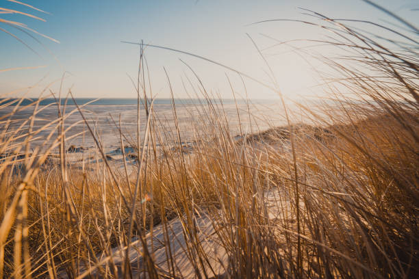 Marram Beach Grass on a beach dune Photo Taken In Amrum, Germany amrum stock pictures, royalty-free photos & images