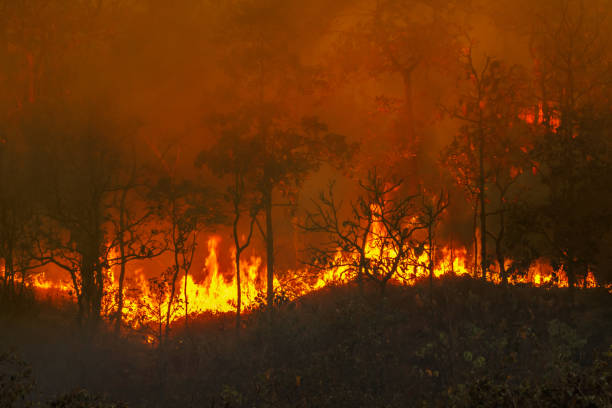 desastre de incêndio florestal é causado por humanos - wilderness area usa tree day - fotografias e filmes do acervo