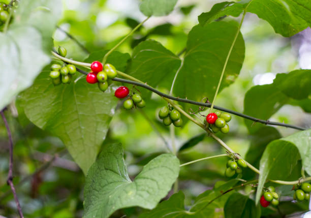 istock Liana with red poisonous berries Tamus communis 1215072283