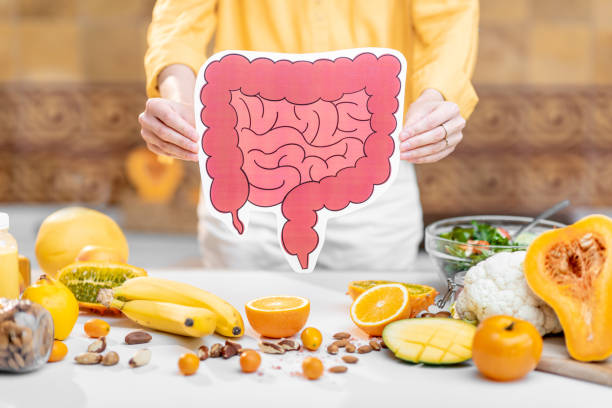 Bowel model and variety of healthy fresh food Holding bowel model with variety of healthy fresh food on the table. Concept of balanced nutrition for gut health intestine photos stock pictures, royalty-free photos & images
