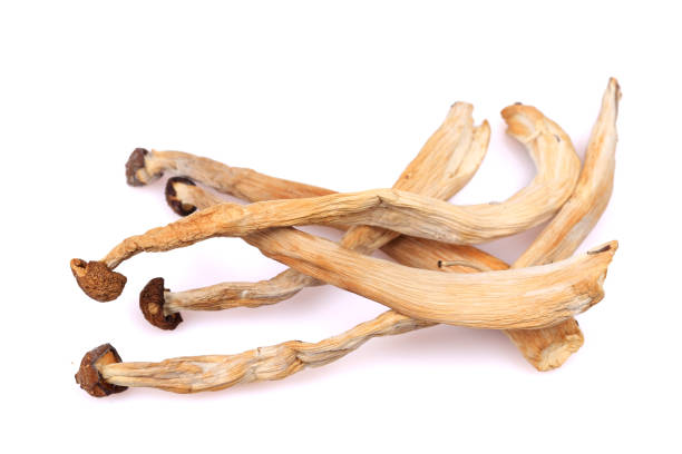istock Dried mushrooms  Isolated on White Background 1215073449