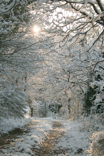istock Pathway in the wood with snow at sunrise 1215073471