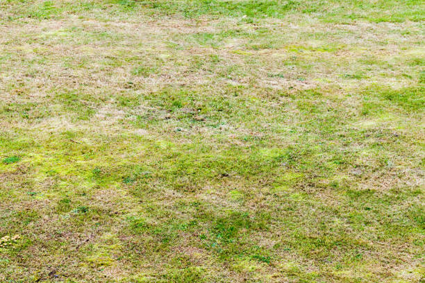istock Lawn at summer day, yellow green grass background 1215075746