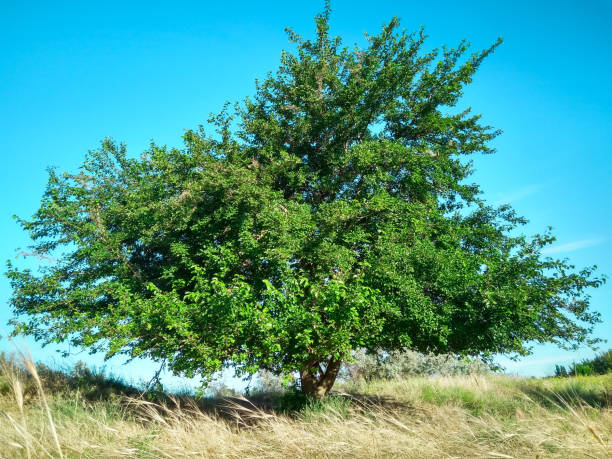 einsamer baum. - mulberry bush stock-fotos und bilder