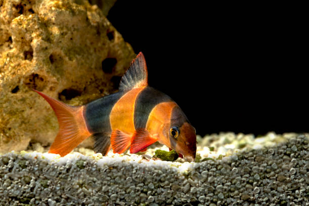 istock Fish Botia Clown (Chromobotia macracanthus or Botia macracanthus) in the freshwater aquarium. 1215076181