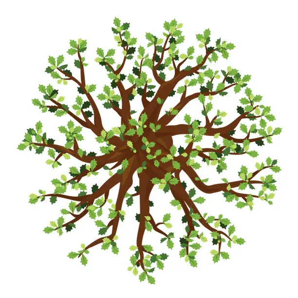 Vector illustration of Oak tree on top view isolated illustration