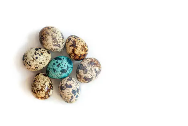 Minimalist easter concept. Natural dyed easter quail eggs blue and beige colour. In flower-shape on isolated white background. Flat lay trendy easter.
