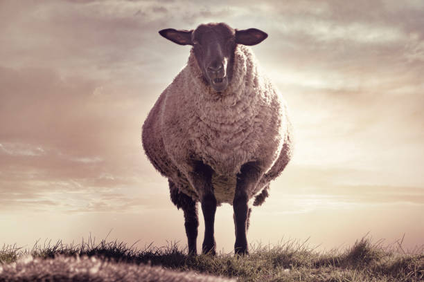 One Sheep on the top of a dyke at sunset at Wadden Sea in Denmark