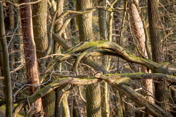 Haunted, frightened trees (to quote a Bob Dylan lyric). Bare trees in winter fog. A temperate deciduous forest in New England.