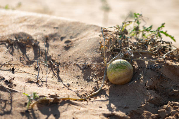 Wild watermelon on the sand in the desert