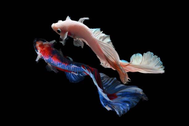 istock Two betta fish, siamese fighting fish (Halfmoon betta )isolated on black background 1215082820