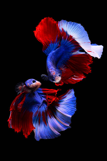 due pesci betta, pesci da combattimento siamesi (halfmoon betta) isolati su sfondo nero - vertical studio shot indoors pink foto e immagini stock