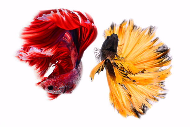 istock Two betta fish, siamese fighting fish (Halfmoon betta )isolated on white background 1215083458