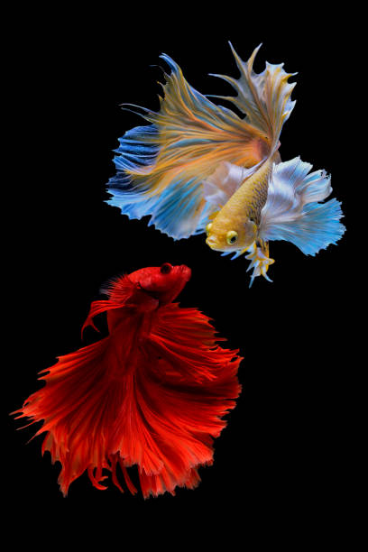 istock Two betta fish, siamese fighting fish (Halfmoon betta )isolated on black background 1215083489