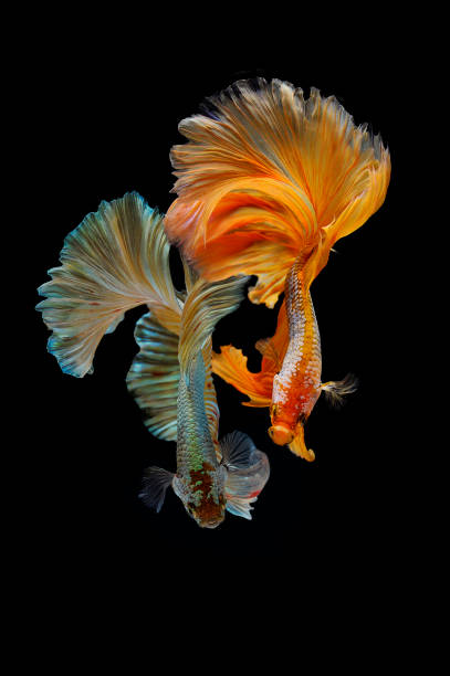 istock Two betta fish, siamese fighting fish (Halfmoon betta )isolated on black background 1215083490