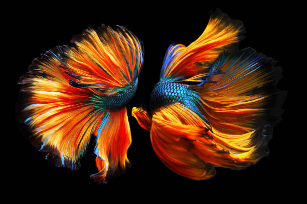istock Two betta fish, siamese fighting fish (Halfmoon betta )isolated on black background 1215084016