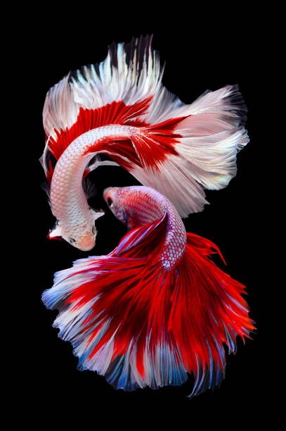 due pesci betta, pesci da combattimento siamesi (halfmoon betta) isolati su sfondo nero - vertical studio shot indoors pink foto e immagini stock