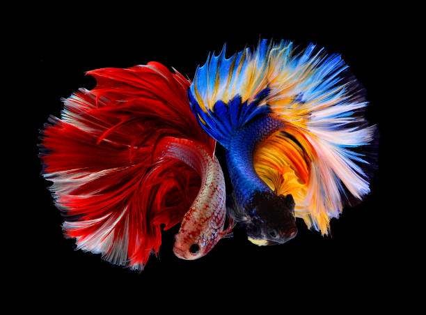 istock Two betta fish, siamese fighting fish (Halfmoon betta )isolated on black background 1215084024