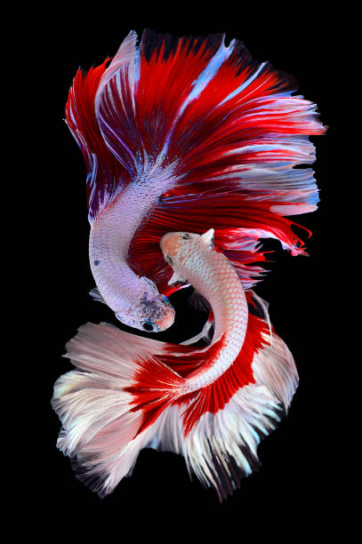 due pesci betta, pesci da combattimento siamesi (halfmoon betta) isolati su sfondo nero - vertical studio shot indoors pink foto e immagini stock