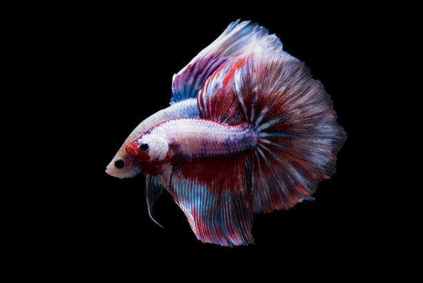 istock Two betta fish, siamese fighting fish (Halfmoon betta )isolated on black background 1215084044
