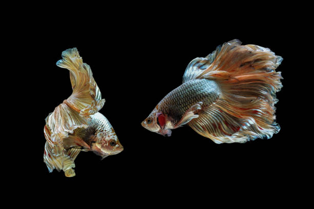 istock Two betta fish, siamese fighting fish (Halfmoon betta )isolated on black background 1215084053