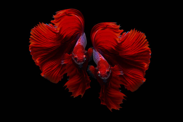 Two betta fish, siamese fighting fish (Halfmoon betta )isolated on black background Two betta fish, siamese fighting fish (Halfmoon betta )isolated on black background siamese fighting fish stock pictures, royalty-free photos & images