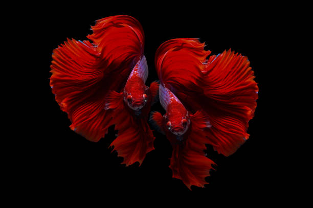 two betta fish, siamese fighting fish (halfmoon betta )isolated on black background - fish siamese fighting fish isolated multi colored imagens e fotografias de stock