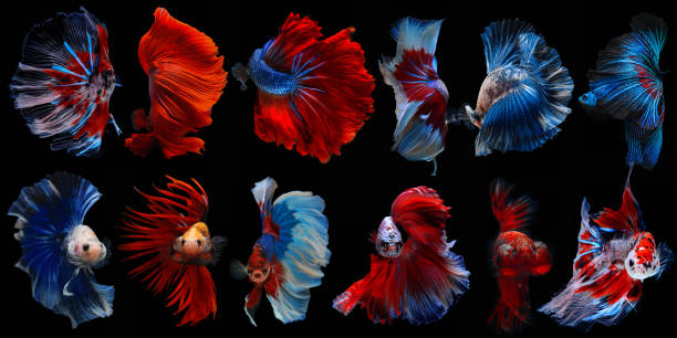 istock Multi color Siamese fighting fish (Betta fish), fighting fish on black background 1215084172