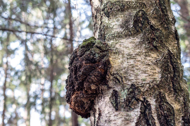 istock Chaga mushroom on the birch trunk. 1215084257