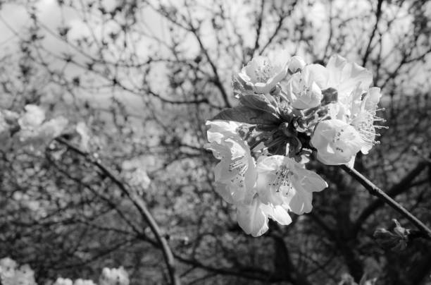 istock Spring Cherry Flowers in Black and White 1215084266