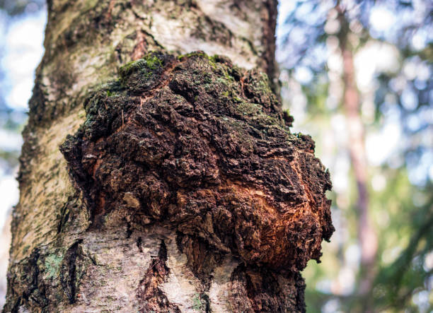 Chaga mushroom on the birch trunk.