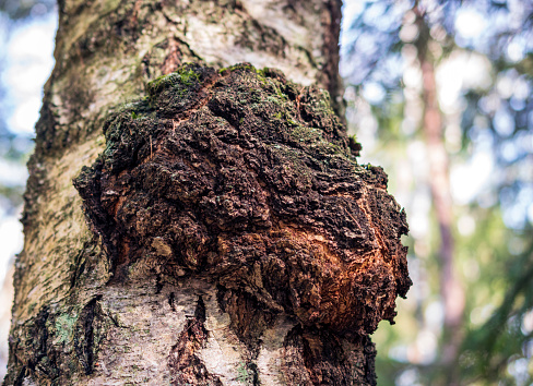 Chaga mushroom on the birch trunk. Dried chaga slowing the aging process, lowering cholesterol, preventing and fighting cancer are rich in a wide variety of vitamins, minerals, and nutrients.