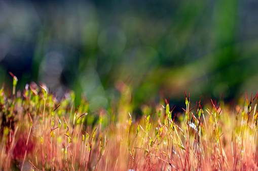 sunny macro landscape of colorful moss and grass. Shallow depth of field with bokeh.